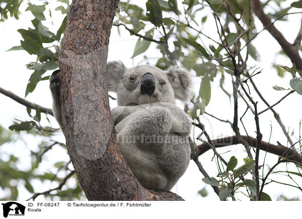 Koala / Koala / FF-08247