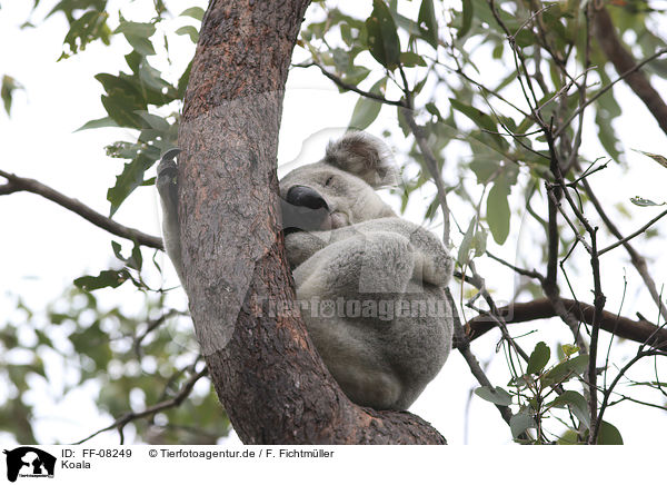Koala / Koala / FF-08249