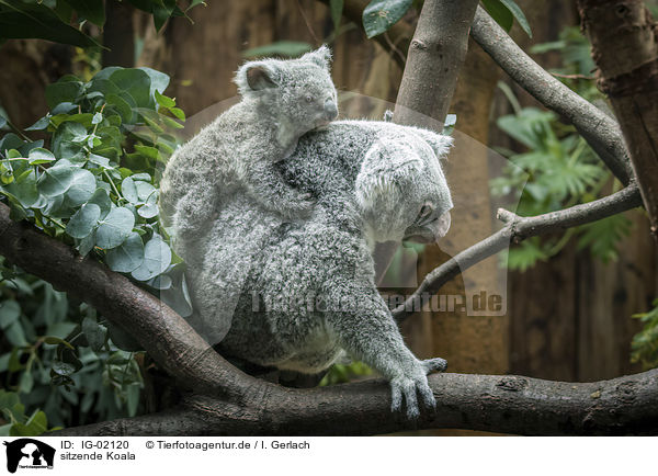 sitzende Koala / sitting Koala / IG-02120