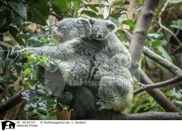 sitzende Koala / sitting Koala / IG-02121