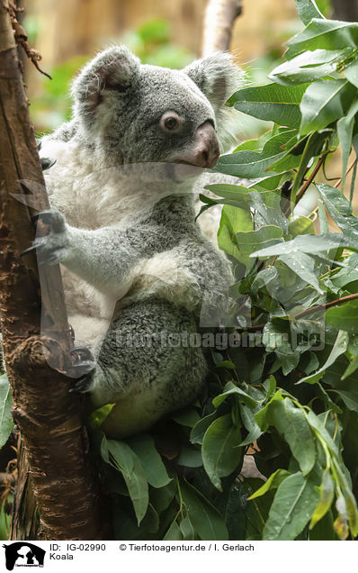 Koala / IG-02990
