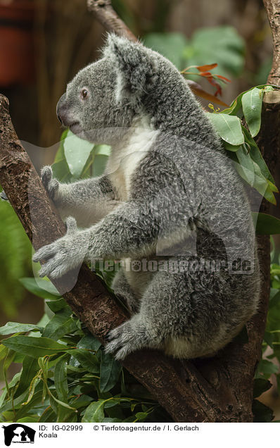 Koala / Koala / IG-02999