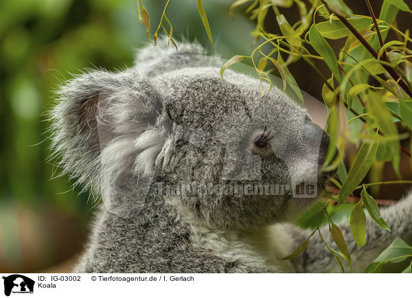 Koala / IG-03002