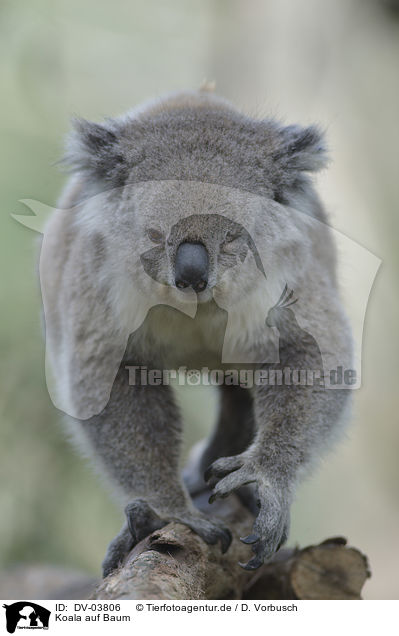 Koala auf Baum / DV-03806