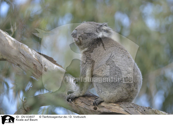 Koala auf Baum / DV-03807