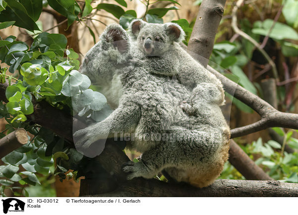 Koala / Koala / IG-03012