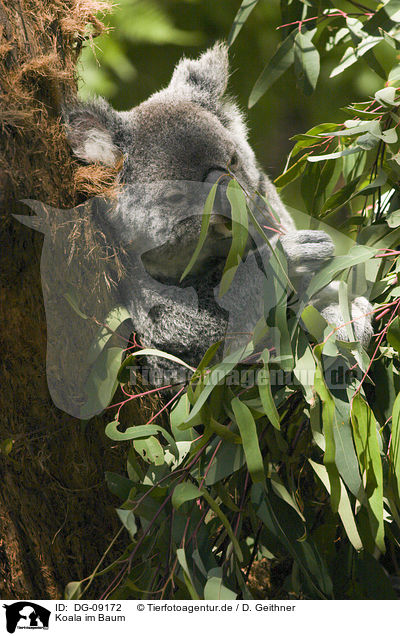 Koala im Baum / DG-09172