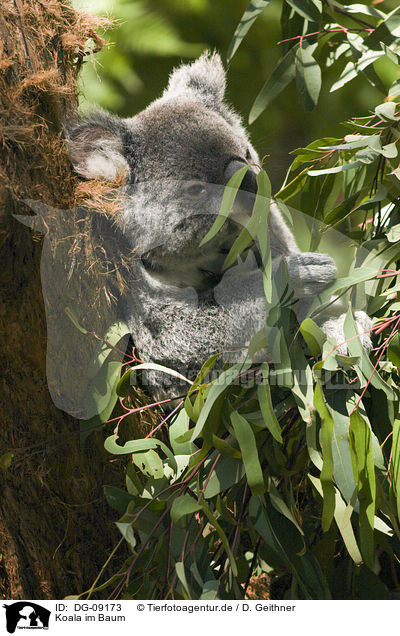 Koala im Baum / DG-09173