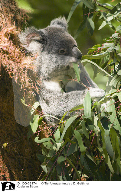 Koala im Baum / DG-09174