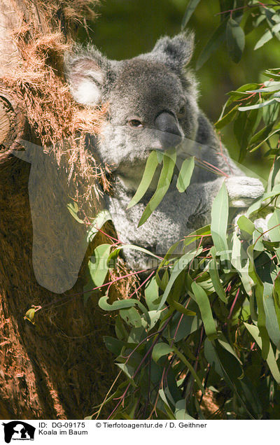 Koala im Baum / Koala on tree / DG-09175