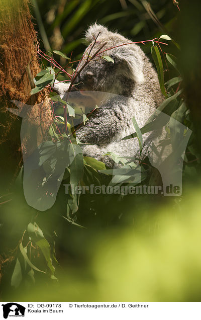 Koala im Baum / Koala on tree / DG-09178