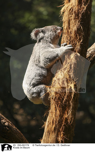 Koala im Baum / DG-09179