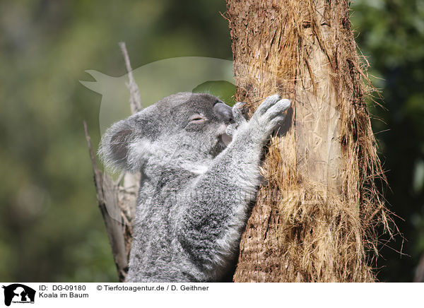 Koala im Baum / DG-09180