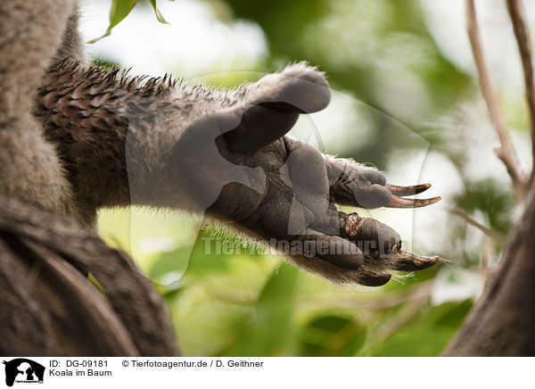 Koala im Baum / DG-09181