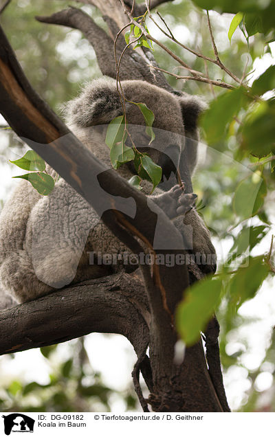 Koala im Baum / DG-09182