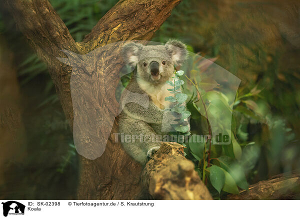 Koala / SK-02398