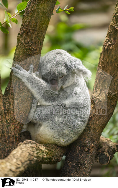 Koala / Koala / DMS-11937