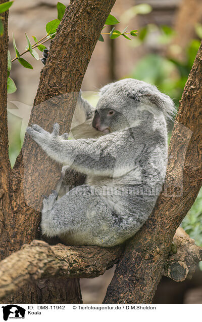 Koala / Koala / DMS-11942
