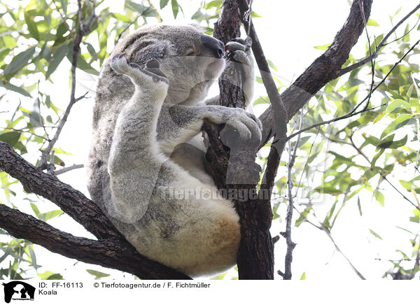 Koala / Koala / FF-16113