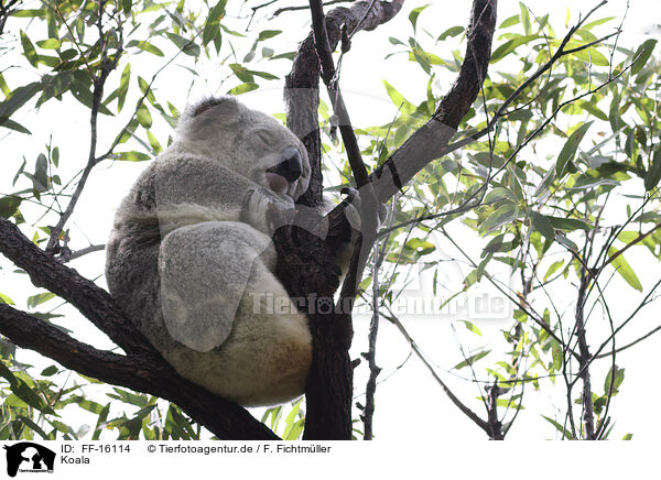 Koala / Koala / FF-16114