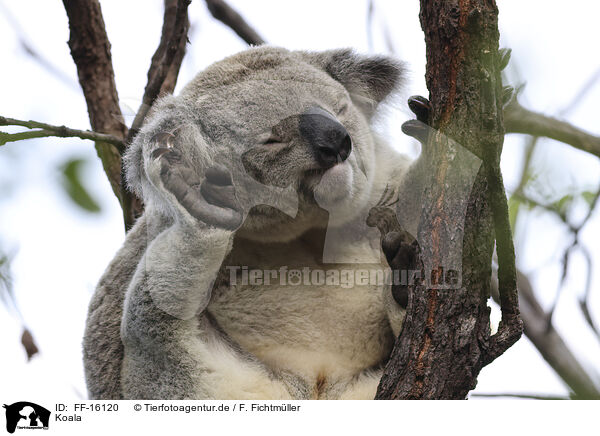 Koala / Koala / FF-16120