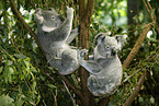 Koalas