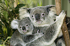 Koalas