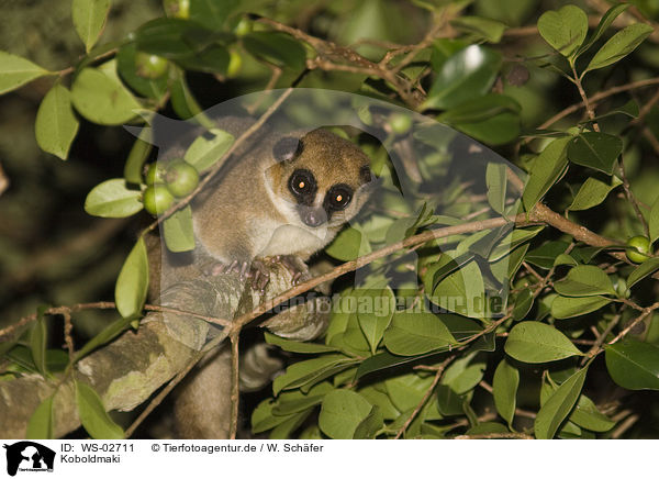 Koboldmaki / tarsier / WS-02711