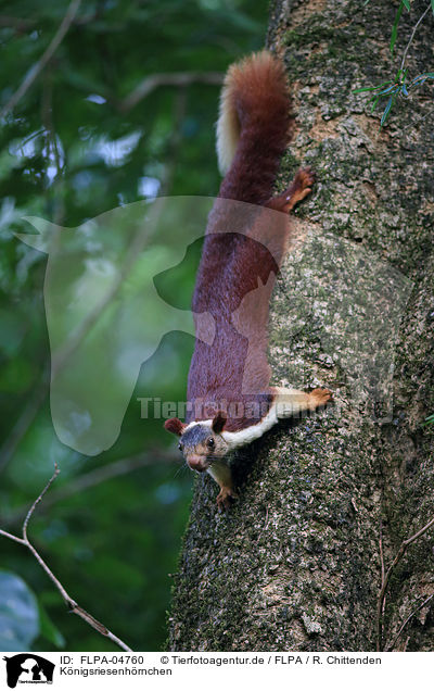 Knigsriesenhrnchen / Indian giant squirrel / FLPA-04760