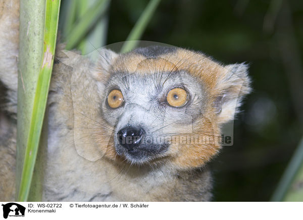 Kronenmaki / crowned lemur / WS-02722
