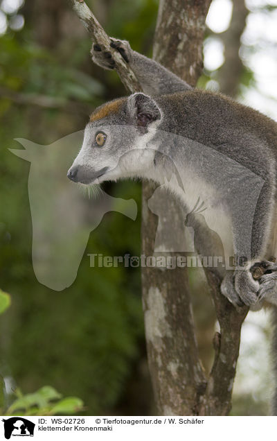 kletternder Kronenmaki / climbing crowned lemur / WS-02726