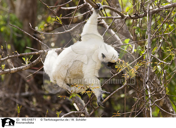 Kronensifaka / crowned sifaka / WS-04871