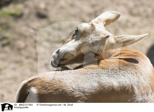 kropfgazelle / gazelle / MAZ-01360