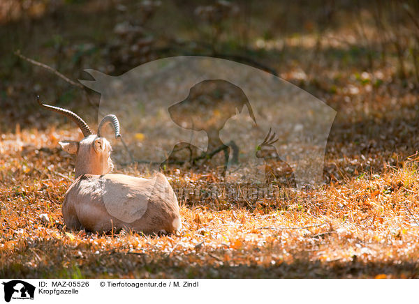Kropfgazelle / goitered gazelle / MAZ-05526