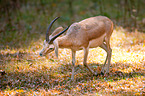 Kropfgazelle