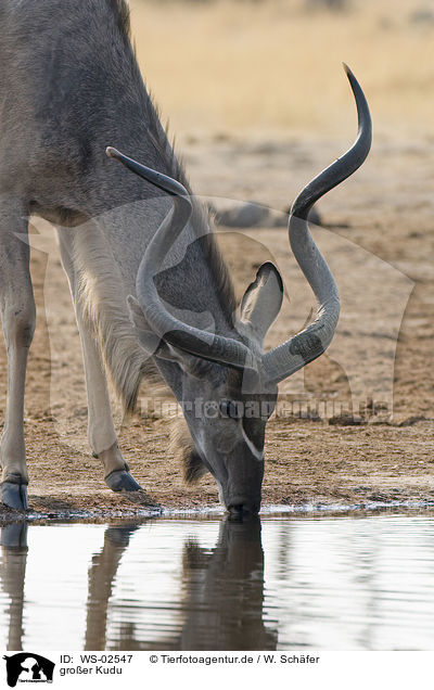 groer Kudu / greater Kudu / WS-02547