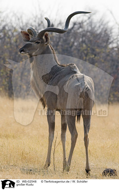 groer Kudu / greater Kudu / WS-02548