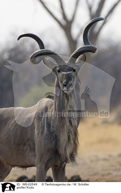 groer Kudu / WS-02549