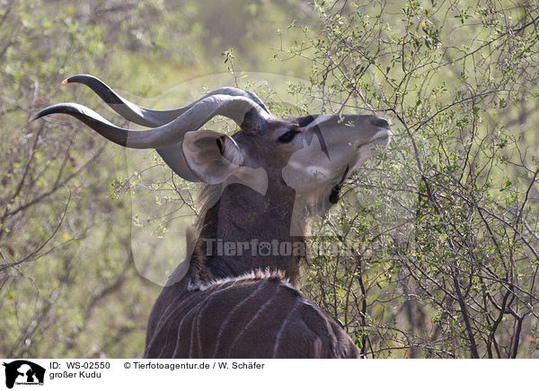 groer Kudu / WS-02550
