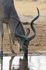 großer Kudu