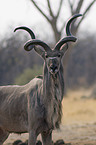 groer Kudu