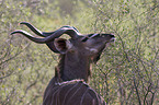 großer Kudu
