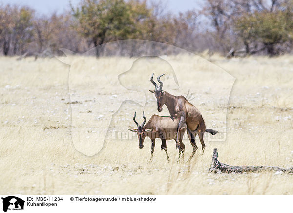 Kuhantilopen / red hartebeests / MBS-11234