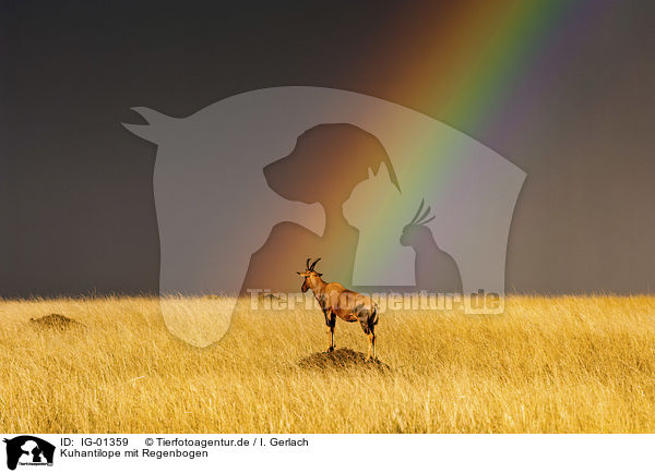 Kuhantilope mit Regenbogen / IG-01359