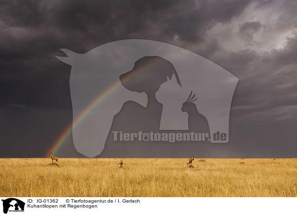 Kuhantilopen mit Regenbogen / Hartebeests with rainbow / IG-01362