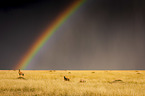 Kuhantilopen mit Regenbogen