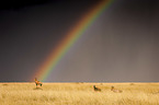 Kuhantilopen mit Regenbogen