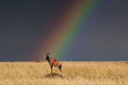 Kuhantilope mit Regenbogen