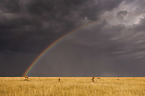 Kuhantilopen mit Regenbogen