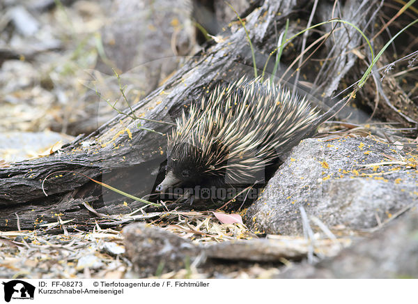 Kurzschnabel-Ameisenigel / FF-08273